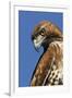 USA, California. Red-shouldered hawk portrait.-Jaynes Gallery-Framed Premium Photographic Print