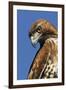 USA, California. Red-shouldered hawk portrait.-Jaynes Gallery-Framed Premium Photographic Print