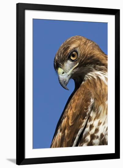 USA, California. Red-shouldered hawk portrait.-Jaynes Gallery-Framed Premium Photographic Print