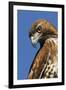 USA, California. Red-shouldered hawk portrait.-Jaynes Gallery-Framed Premium Photographic Print