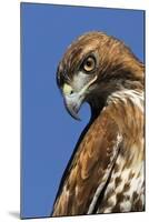 USA, California. Red-shouldered hawk portrait.-Jaynes Gallery-Mounted Premium Photographic Print