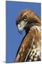 USA, California. Red-shouldered hawk portrait.-Jaynes Gallery-Mounted Photographic Print