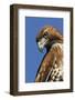 USA, California. Red-shouldered hawk portrait.-Jaynes Gallery-Framed Photographic Print