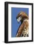 USA, California. Red-shouldered hawk portrait.-Jaynes Gallery-Framed Photographic Print