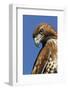 USA, California. Red-shouldered hawk portrait.-Jaynes Gallery-Framed Photographic Print