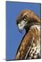 USA, California. Red-shouldered hawk portrait.-Jaynes Gallery-Mounted Photographic Print