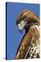 USA, California. Red-shouldered hawk portrait.-Jaynes Gallery-Stretched Canvas