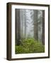 USA, California, Redwood National and State Parks. Blooming rhododendrons and stately redwoods in f-Ann Collins-Framed Photographic Print