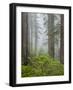 USA, California, Redwood National and State Parks. Blooming rhododendrons and stately redwoods in f-Ann Collins-Framed Photographic Print