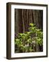 USA, California, Redwood National and State Parks. Redwood trees and blooming rhododendrons-Ann Collins-Framed Photographic Print