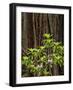 USA, California, Redwood National and State Parks. Redwood trees and blooming rhododendrons-Ann Collins-Framed Photographic Print
