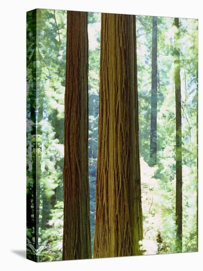 USA, California, Redwood National Park. Old-Growth Redwood Trees-Jaynes Gallery-Stretched Canvas