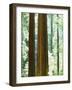 USA, California, Redwood National Park. Old-Growth Redwood Trees-Jaynes Gallery-Framed Photographic Print