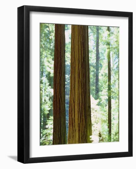 USA, California, Redwood National Park. Old-Growth Redwood Trees-Jaynes Gallery-Framed Photographic Print