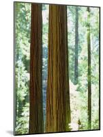 USA, California, Redwood National Park. Old-Growth Redwood Trees-Jaynes Gallery-Mounted Photographic Print