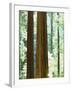 USA, California, Redwood National Park. Old-Growth Redwood Trees-Jaynes Gallery-Framed Photographic Print