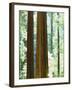 USA, California, Redwood National Park. Old-Growth Redwood Trees-Jaynes Gallery-Framed Photographic Print