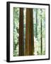 USA, California, Redwood National Park. Old-Growth Redwood Trees-Jaynes Gallery-Framed Photographic Print