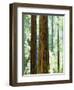 USA, California, Redwood National Park. Old-Growth Redwood Trees-Jaynes Gallery-Framed Photographic Print