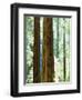 USA, California, Redwood National Park. Old-Growth Redwood Trees-Jaynes Gallery-Framed Photographic Print