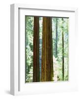 USA, California, Redwood National Park. Old-Growth Redwood Trees-Jaynes Gallery-Framed Photographic Print