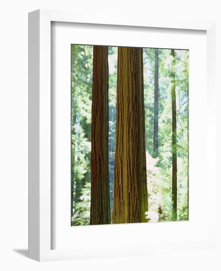 USA, California, Redwood National Park. Old-Growth Redwood Trees-Jaynes Gallery-Framed Photographic Print