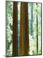 USA, California, Redwood National Park. Old-Growth Redwood Trees-Jaynes Gallery-Mounted Photographic Print