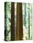USA, California, Redwood National Park. Old-Growth Redwood Trees-Jaynes Gallery-Stretched Canvas