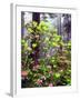 USA, California, Redwood Redwood Trees with Rhododendron-Jaynes Gallery-Framed Photographic Print