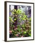 USA, California, Redwood Redwood Trees with Rhododendron-Jaynes Gallery-Framed Photographic Print