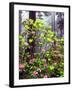 USA, California, Redwood Redwood Trees with Rhododendron-Jaynes Gallery-Framed Photographic Print