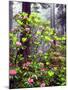 USA, California, Redwood Redwood Trees with Rhododendron-Jaynes Gallery-Mounted Photographic Print