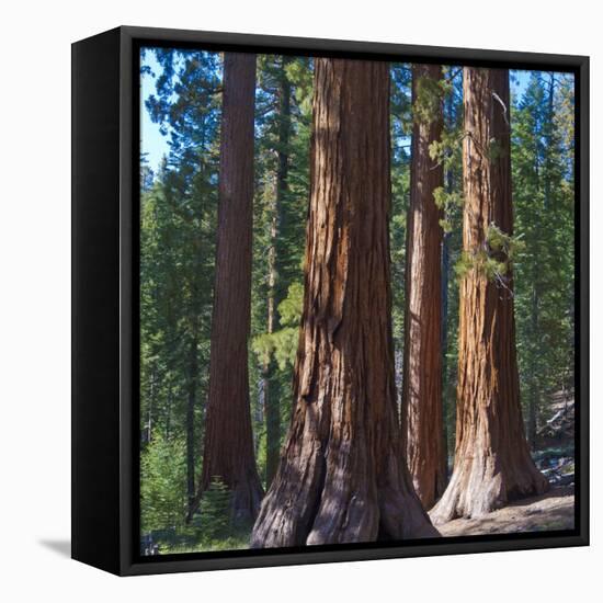 USA, California. Redwood tree trunks, Mariposa Grove.-Anna Miller-Framed Stretched Canvas