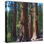 USA, California. Redwood tree trunks, Mariposa Grove.-Anna Miller-Stretched Canvas