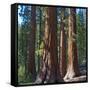 USA, California. Redwood tree trunks, Mariposa Grove.-Anna Miller-Framed Stretched Canvas