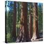 USA, California. Redwood tree trunks, Mariposa Grove.-Anna Miller-Stretched Canvas