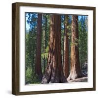 USA, California. Redwood tree trunks, Mariposa Grove.-Anna Miller-Framed Photographic Print