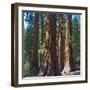 USA, California. Redwood tree trunks, Mariposa Grove.-Anna Miller-Framed Photographic Print