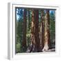 USA, California. Redwood tree trunks, Mariposa Grove.-Anna Miller-Framed Photographic Print