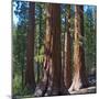 USA, California. Redwood tree trunks, Mariposa Grove.-Anna Miller-Mounted Photographic Print