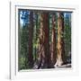 USA, California. Redwood tree trunks, Mariposa Grove.-Anna Miller-Framed Photographic Print