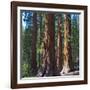 USA, California. Redwood tree trunks, Mariposa Grove.-Anna Miller-Framed Photographic Print