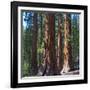 USA, California. Redwood tree trunks, Mariposa Grove.-Anna Miller-Framed Photographic Print