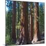 USA, California. Redwood tree trunks, Mariposa Grove.-Anna Miller-Mounted Photographic Print