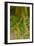 USA, California, Redwoods National Park. Clover at Tree Base-Cathy & Gordon Illg-Framed Photographic Print