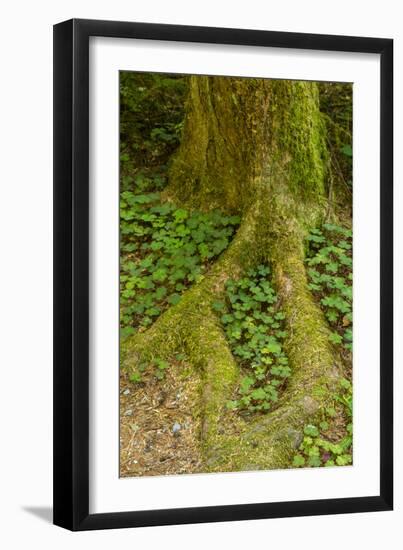 USA, California, Redwoods National Park. Clover at Tree Base-Cathy & Gordon Illg-Framed Photographic Print