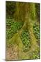 USA, California, Redwoods National Park. Clover at Tree Base-Cathy & Gordon Illg-Mounted Photographic Print