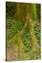 USA, California, Redwoods National Park. Clover at Tree Base-Cathy & Gordon Illg-Stretched Canvas