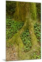 USA, California, Redwoods National Park. Clover at Tree Base-Cathy & Gordon Illg-Mounted Premium Photographic Print