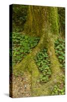 USA, California, Redwoods National Park. Clover at Tree Base-Cathy & Gordon Illg-Stretched Canvas